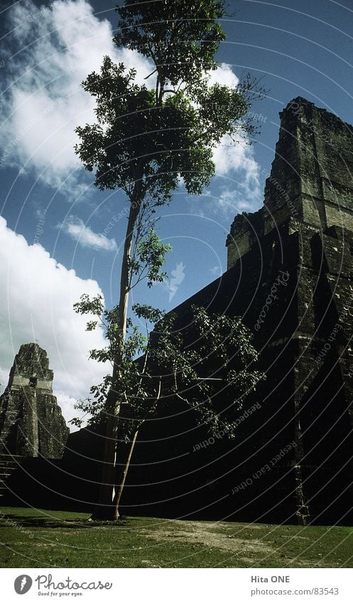 hoch hinaus Tempel Kultur Maya Stufen-Pyramide fortgeschritten unantastbar ehrwürdig Südamerika Baum Froschperspektive Wiese Gras heilig Ruine antik mystisch