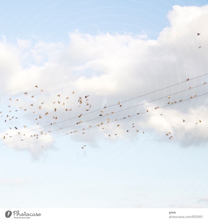 zuckerwattenlandung Ausflug Ferne Freiheit Natur Tier Luft Himmel Wolken Sonne Sommer Schönes Wetter Menschenleer Vogel Schwarm entdecken fliegen frei blau weiß