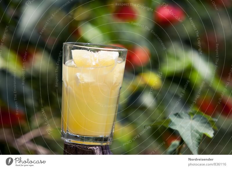 Erfrischung Lebensmittel Frucht Bioprodukte Diät Getränk Erfrischungsgetränk Limonade Glas exotisch Sommer Garten Duft Gesundheit sauer mehrfarbig gelb genießen
