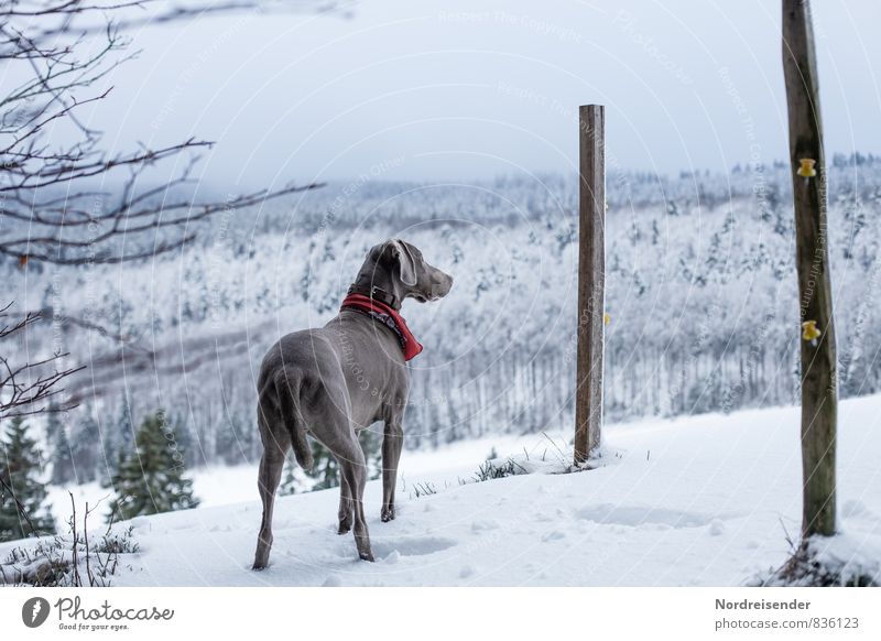 Tschüss, liebe Anne....wir werden dich vermissen Fitness Jagd Winter Schnee Eis Frost Tier Haustier Hund 1 beobachten entdecken warten weiß Tierliebe achtsam