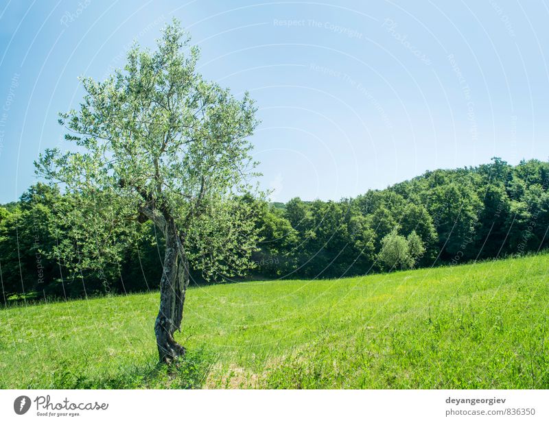 Olivenbaum in Italien Frucht Sommer Garten Kultur Natur Landschaft Pflanze Himmel Baum Gras Hügel alt natürlich grün Idylle oliv Toskana Ackerbau Feld Bauernhof