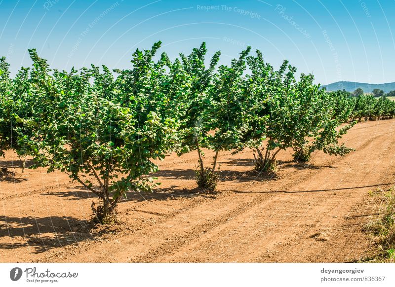 Haselbaum-Plantage Frucht Sommer Garten Menschengruppe Natur Pflanze Herbst Baum Blatt Blüte Wald frisch natürlich stark grün Farbe haselnussbraun Haselnuss Nut