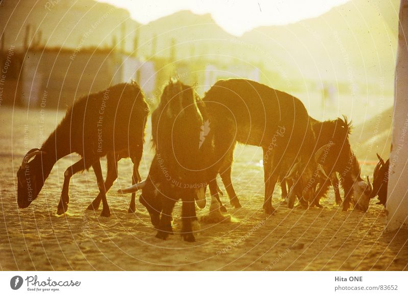 Abendliches Sonnenbad Ägypten Gegenlicht Physik gelb Hügel Bergkette Wohngebiet heiß Armut Ziegen Tier beige orange Bergkamm Stadtteil Ödland Abendessen