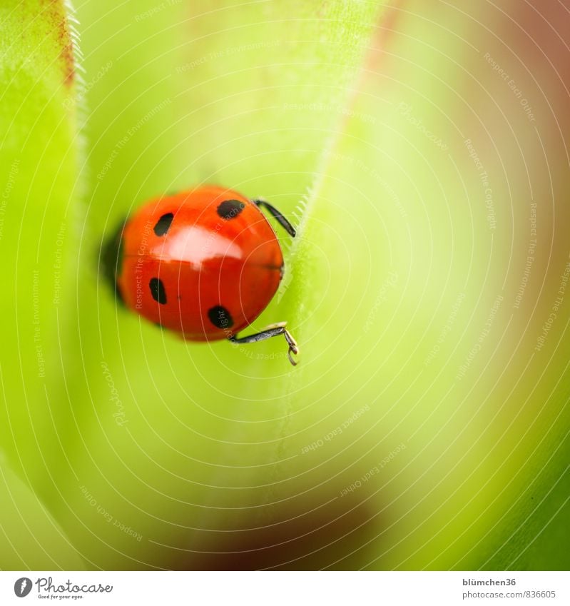 200 | mal Glück gehabt Tier Wildtier Käfer Siebenpunkt-Marienkäfer 1 krabbeln laufen sitzen klein natürlich rund schön grün rot schwarz Lebensfreude