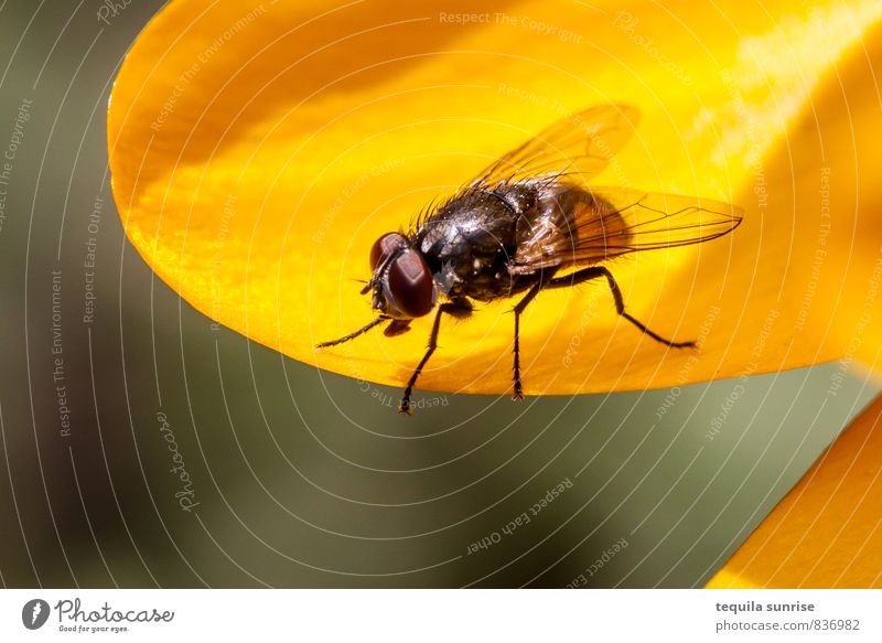 Fliege Umwelt Natur Pflanze Tier Blume Garten Flügel Insekt 1 klein gelb Sommer Frühling Farbfoto mehrfarbig Außenaufnahme Makroaufnahme Textfreiraum unten Tag