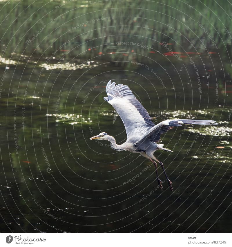 Da flieg ich drauf ... elegant Jagd Natur Landschaft Tier Wasser Seeufer Teich Wildtier Vogel Flügel Bewegung fliegen glänzend ästhetisch authentisch