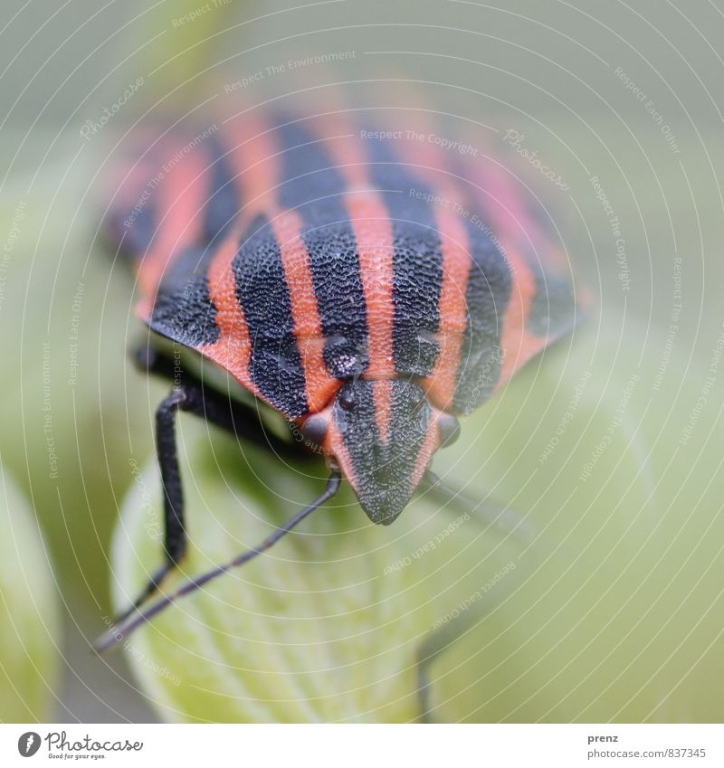 Schon Gestreift Umwelt Ein Lizenzfreies Stock Foto Von Photocase