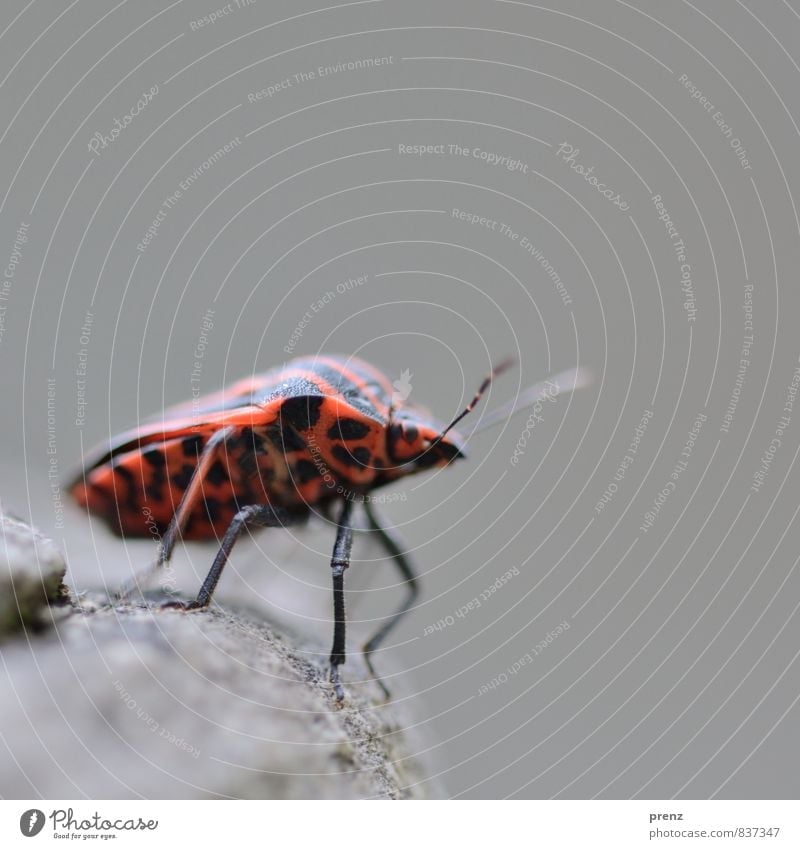 Fernweh Umwelt Natur Tier Wildtier Käfer 1 rot schwarz Wanze Streifen Insekt Farbfoto Außenaufnahme Nahaufnahme Makroaufnahme Menschenleer Textfreiraum oben Tag