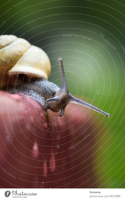 Huch! Du auch hier? Natur Tier Wassertropfen Park Schnecke 1 krabbeln klein nass Neugier niedlich braun gelb grün rot Tapferkeit Willensstärke Gelassenheit