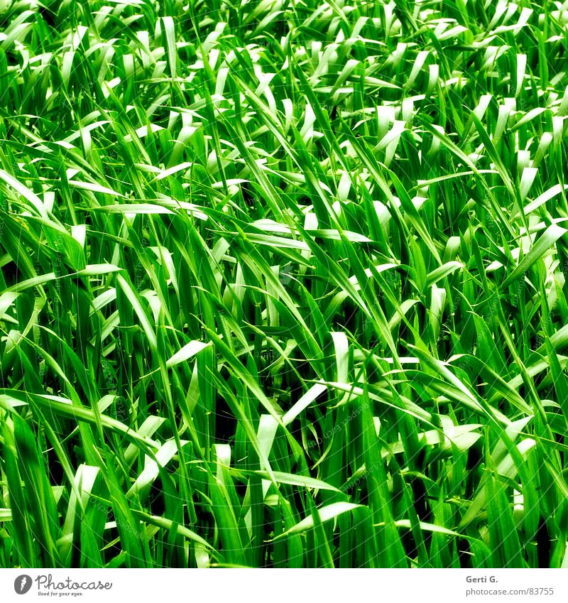praktisch, quadratisch, Gras Rohstoffe & Kraftstoffe Zerealien Landwirtschaft Feld Lebensmittel Kornfeld grün giftgrün Wind Sommer Quadrat Halm Hafer Aussaat