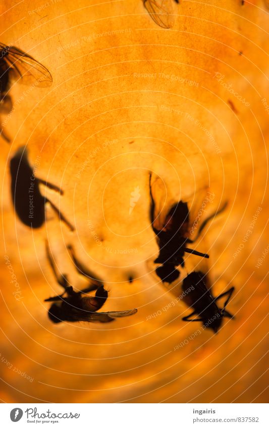 Auf den Leim geflogen Tier Totes Tier Fliege Insekt Insektenschutz Schädlingsbekämpfung hängen klein gelb schwarz skurril Stimmung Tod Vergänglichkeit kleben