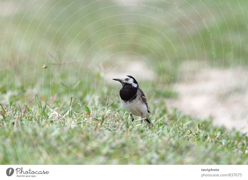 motacilla alba auf dem Boden Natur Tier Gras Wiese Vogel stehen klein wild grau grün schwarz weiß Motacilla Bachstelze Vogelbeobachtung Tierwelt eine