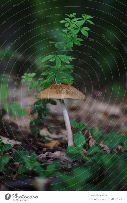 II Umwelt Natur Pflanze Gras Sträucher Blatt Grünpflanze Wildpflanze Pilz Wald Waldboden entdecken Blick dünn authentisch frisch einzigartig lang natürlich rund