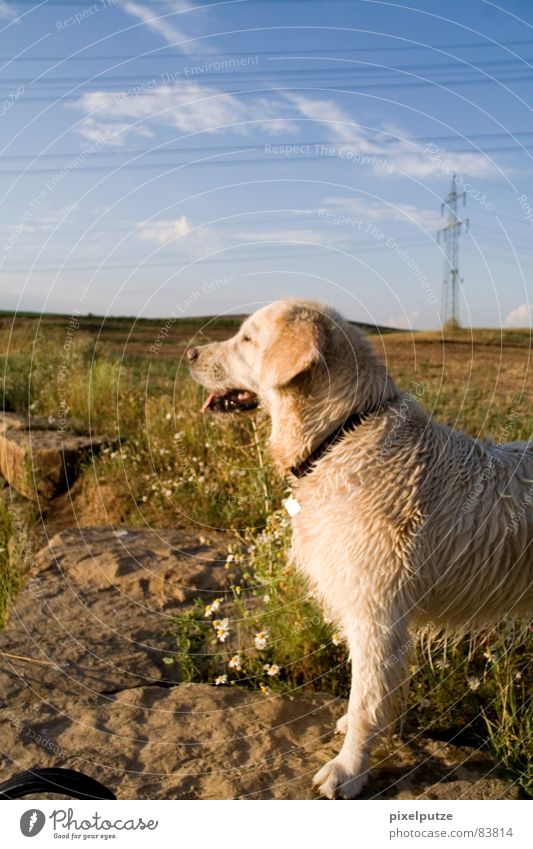| Hundeleben Wachsamkeit Tierporträt geradeaus Golden Retriever nass Fell Schnauze Physik Sommer Wiese Blumenwiese Horizont Murmel stehen Erholung