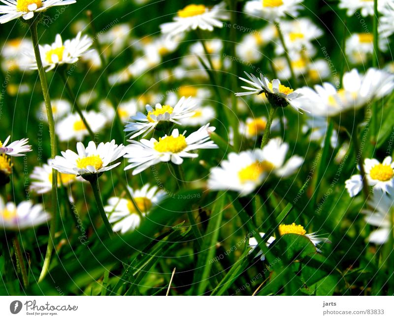 Sommer Erinnerungen Wiese Blume Gras grün Blüte Blumenwiese Gänseblümchen Waldwiese jarts warme jahreszeit