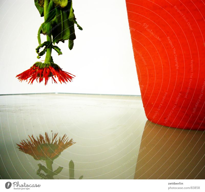 Geburtstag Glastisch Abwärtsentwicklung Blume Vase Astern Gladiolen hängen lassen Reflexion & Spiegelung rot Blüte Stengel Gegenteil Richtungswechsel