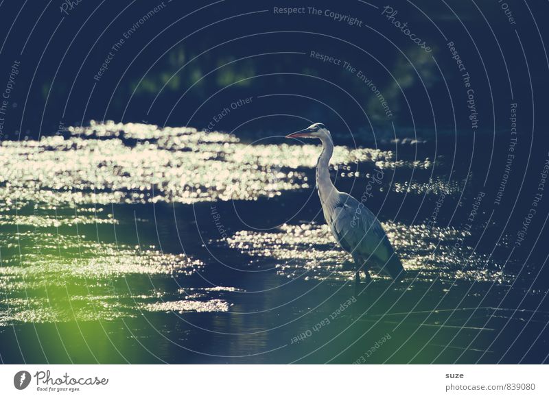 Im Funkeln der Stille elegant Umwelt Natur Landschaft Tier Urelemente Wasser Teich See Wildtier Vogel 1 glänzend warten ästhetisch authentisch außergewöhnlich