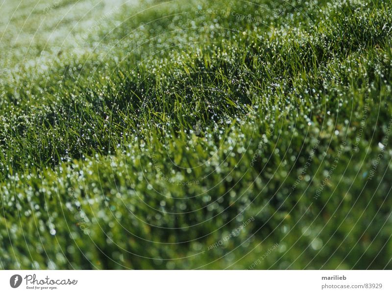 Es grünt das Gras Wiese Halm Tau nass Grünfläche Sportrasen Sommer
