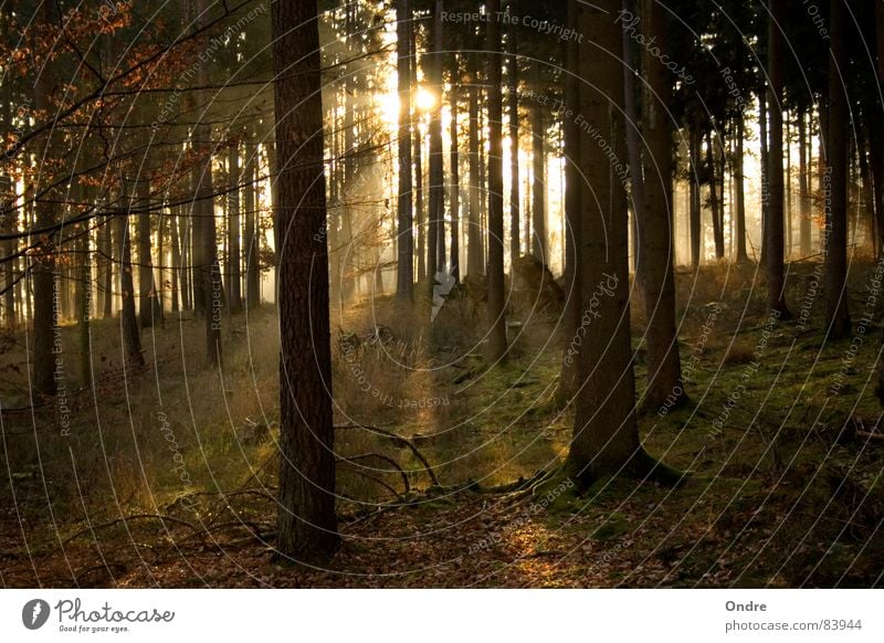 Wald Baum Sonnenlicht Tanne Franken Nadelwald glänzend Waldwiese Waldlichtung Wäldchen Beleuchtung Ast