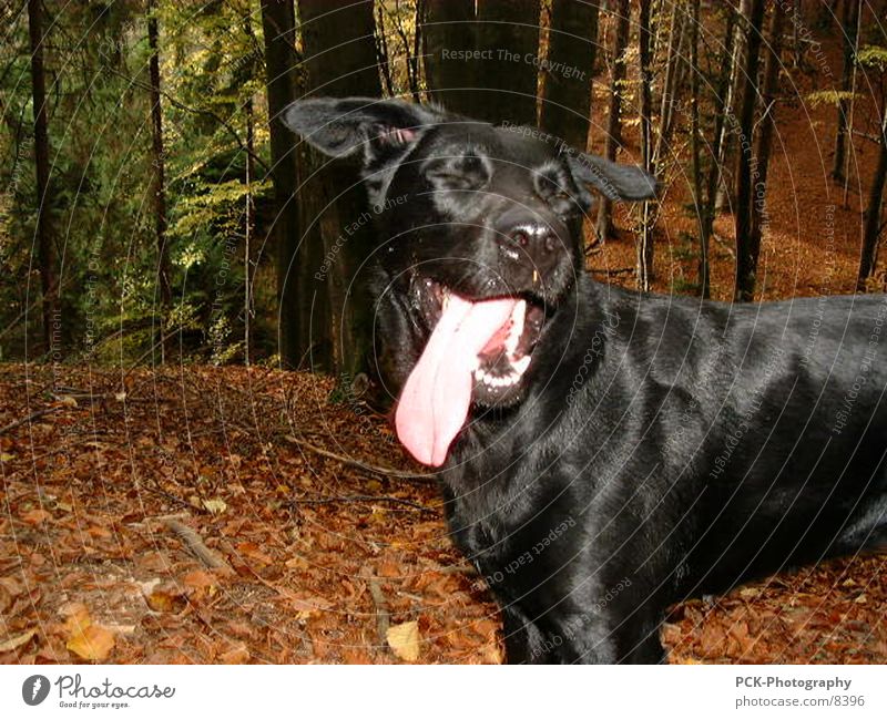 doggy Hund Labrador Mischling Wald schwarz Fell Freude Zunge Gebiss