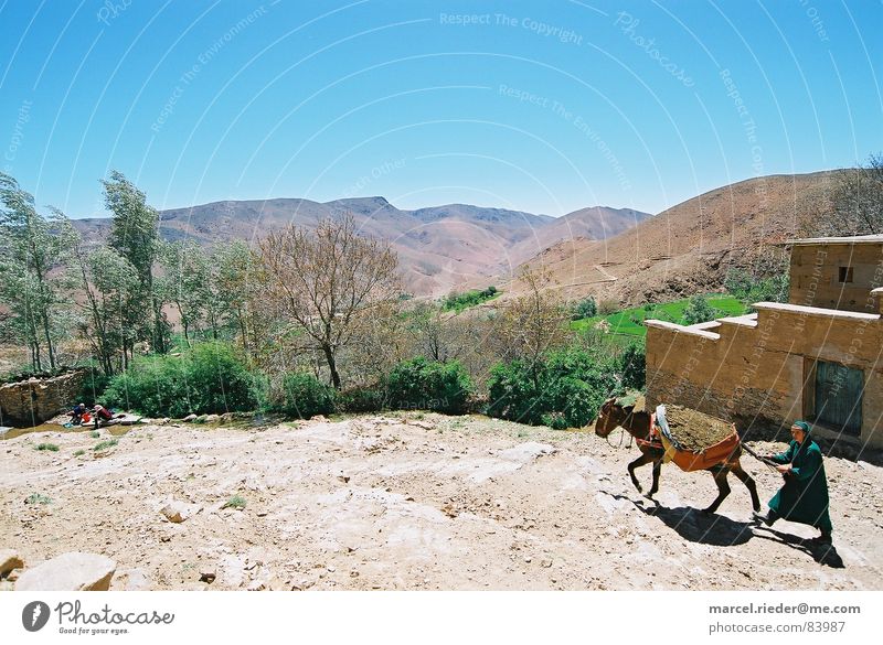 Mann mit Esel Marokko Afrika Steinwüste Bibel Neues Testament Altes Testament Mineralien Säugetier Berge u. Gebirge Atlas Wüste Berber Vergangenheit