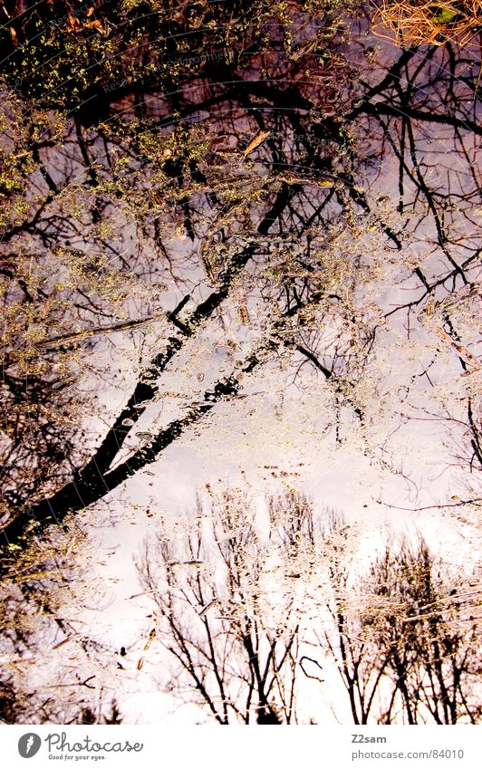 forest fantasies II Schneelandschaft Wald Fantasygeschichte Reflexion & Spiegelung grün Geäst Baum Natur Blatt Unschärfe durcheinander glänzend träumen magenta
