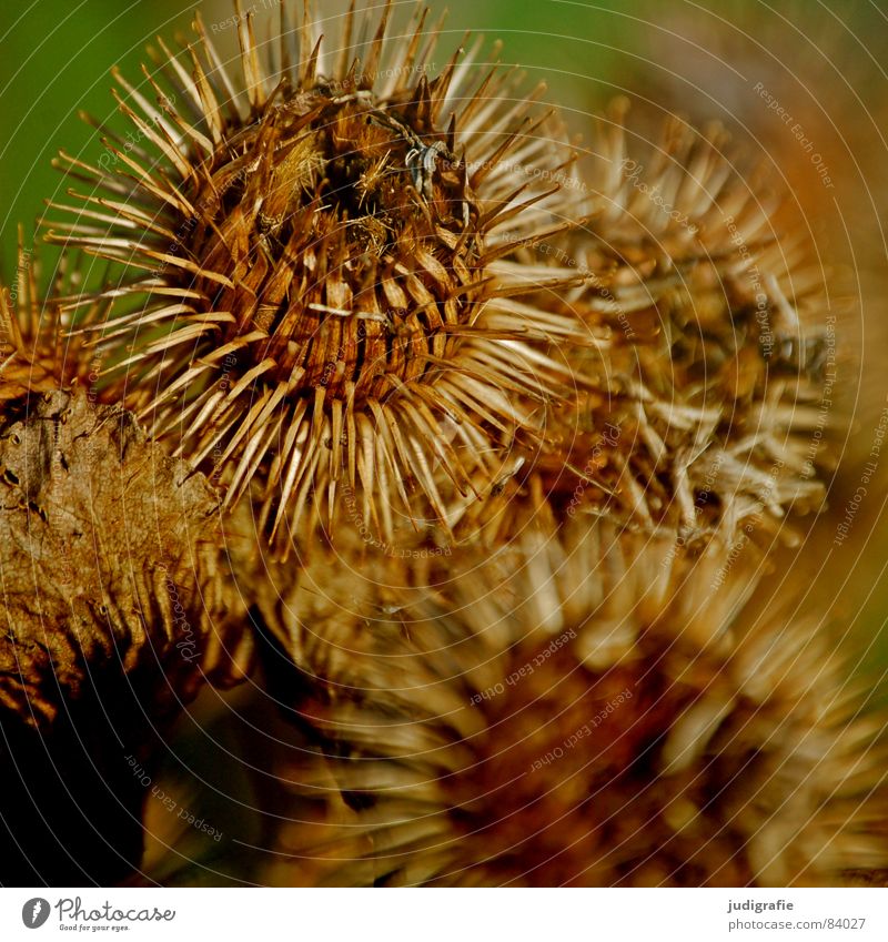 Distel stachelig Pflanze Igel schön Herbst schwarz rund Widerhaken Haken glänzend wehren Korbblütengewächs Wildnis Umwelt Wildpflanze Vergänglichkeit wehrhaftig