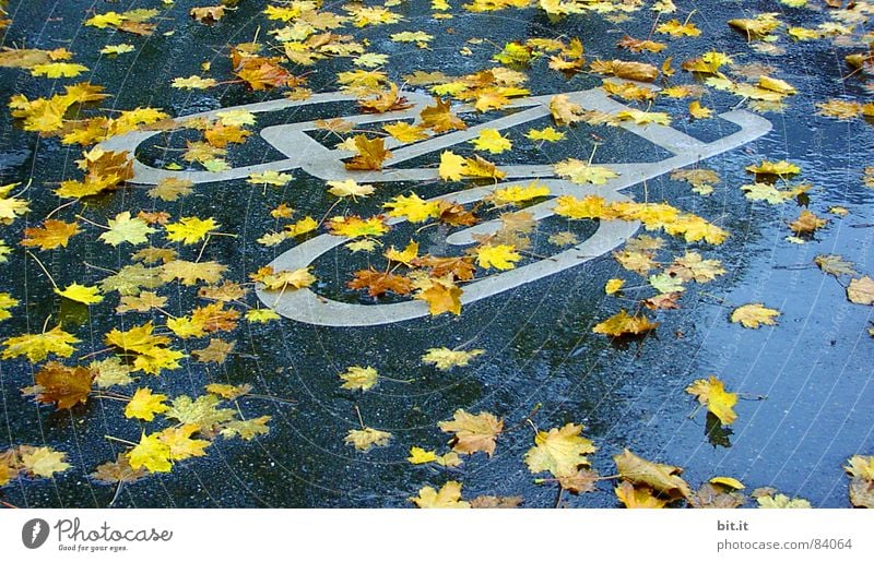 BOULEVARDBLÄTTER Herbst schlechtes Wetter Regen Verkehrswege Wege & Pfade Zeichen Schilder & Markierungen Verkehrszeichen nass gelb Ahorn Ahornblatt Fahrradweg