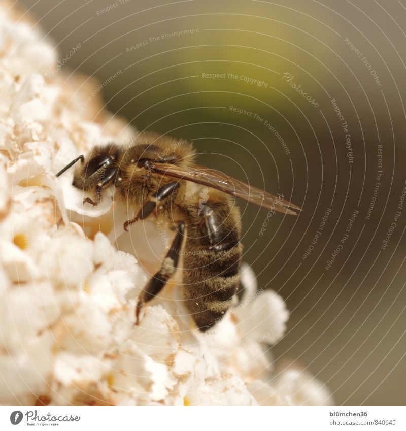 tiefgründig Pflanze Blüte Sommerflieder Nutztier Wildtier Biene Honigbiene Insekt Blühend Fressen klein natürlich schön feminin weiß bestäuben tragen Sammlung