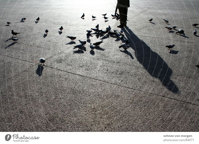 Taubenbeschwörer I. Senior füttern Regenschirm Physik schwarz Vesper Zufriedenheit Pause ruhig Fressen Vogel Altersversorgung Schatten Winter herzlich