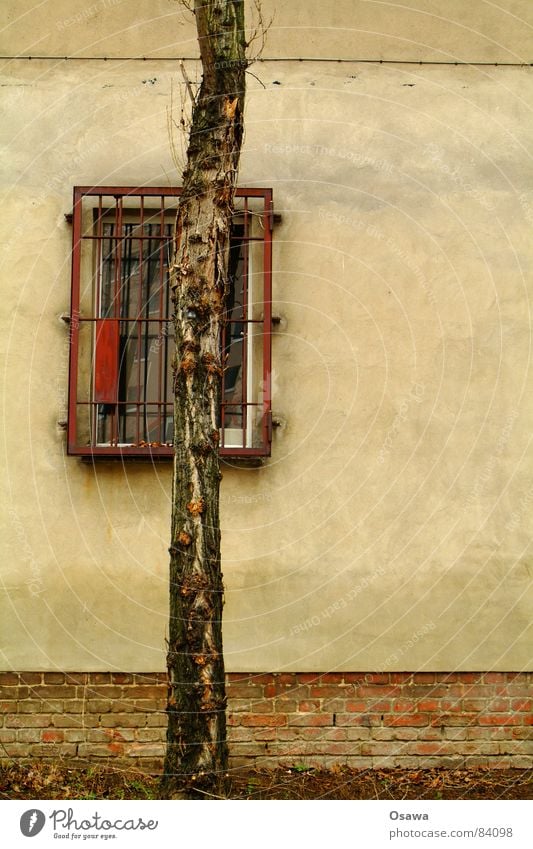 Wand - Fenster - Baum Pflanze Gitter Putz Mauer Haus Gebäude Vorhang Gardine Baumrinde grau Pflanzenteile Binderstein Fensterscheibe Botanik Haushaltsloch