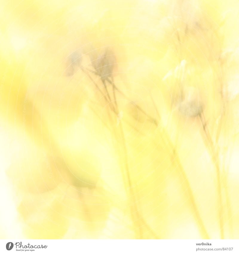 Sommer Blume Feld Sonne gelb Licht Physik Wärme Wiesenblume