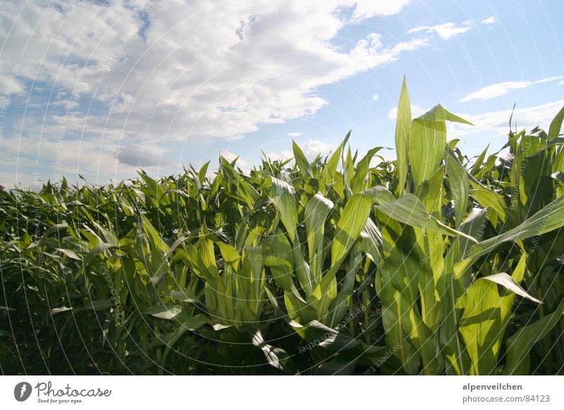 Maisfeld Feld grün Wolken Gemüse Sommer Himmel