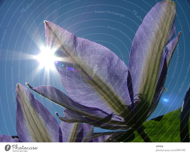 Sunshine violett Blume Sommer Pflanze Fröhlichkeit Gute Laune Frühling Blüte beschwingt Himmelskörper & Weltall Waldrebe Sonne Garten blau Stern (Symbol)