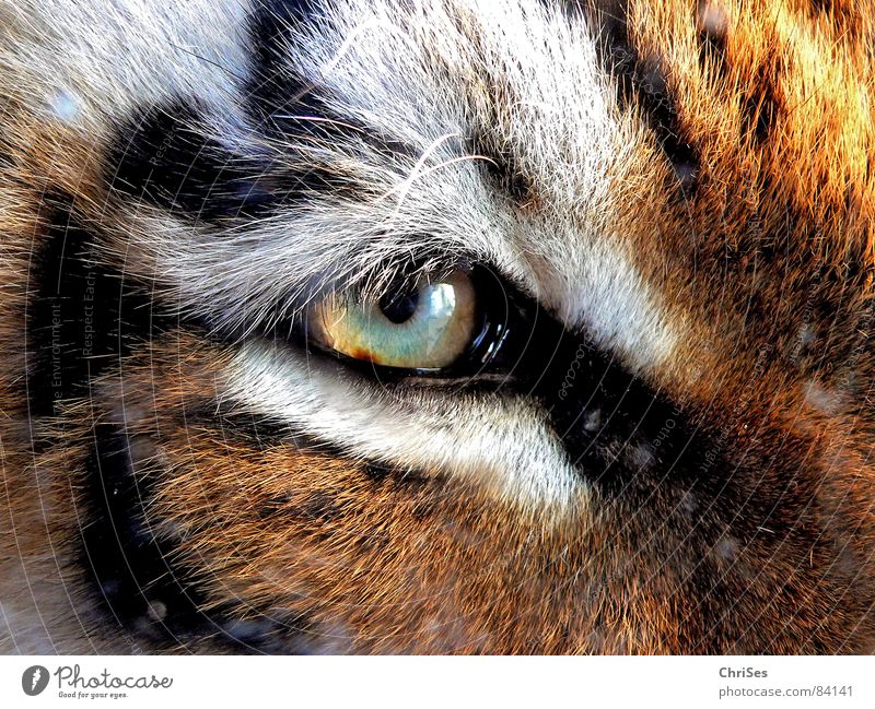 Tigerauge Tier Zoo Fell Wimpern weiß braun Katze Säugetier Makroaufnahme Nahaufnahme schön Auge Natur Blick Regenbogenhaut grosskatze Wildtier Katzenauge