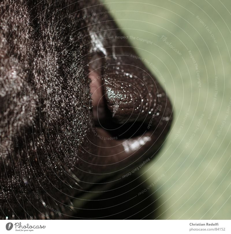 Schnuffi Hund Schnauze schwarz grün Nase Mund Haare & Frisuren Tier Organ Körperteile Makroaufnahme Nahaufnahme