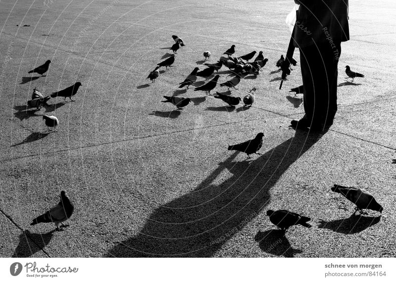 Taubenbeschwörer II. Senior füttern Regenschirm Physik schwarz Vesper Zufriedenheit Pause ruhig Fressen Vogel Altersversorgung Schatten Winter herzlich