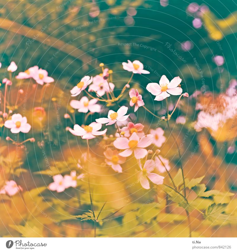 viele Blumen blühen Sommer Herbst Sträucher Blatt Blüte Anemonen Garten Wiese Blühend Duft verblüht ästhetisch frisch natürlich gelb grün rosa weiß Gefühle
