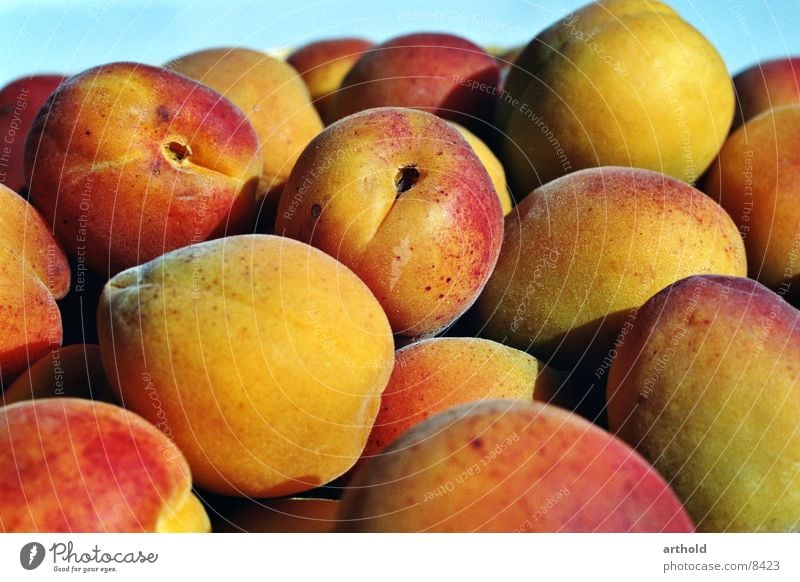 Aprikosen 1 Obstkorb Stillleben saftig süß lecker Gesundheit Marillen Frucht