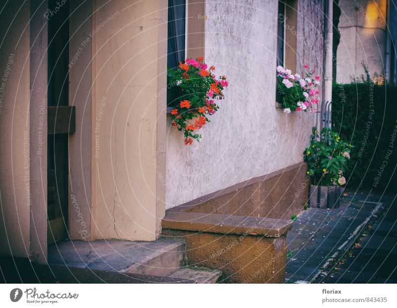 verschönerungsversuch Häusliches Leben Wohnung Haus Dekoration & Verzierung Pflanze Blume Topfpflanze Mauer Wand Fenster Tür Beton Blühend Wachstum ästhetisch