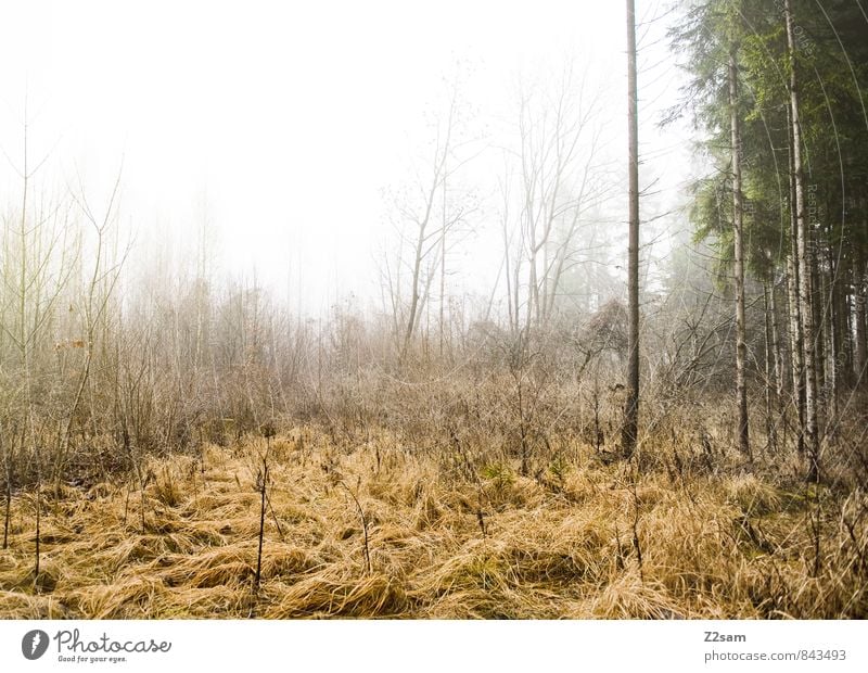 Zauberwald Umwelt Natur Landschaft Herbst schlechtes Wetter Nebel Pflanze Sträucher Moos Wald frisch gruselig kalt nachhaltig natürlich trist ruhig träumen