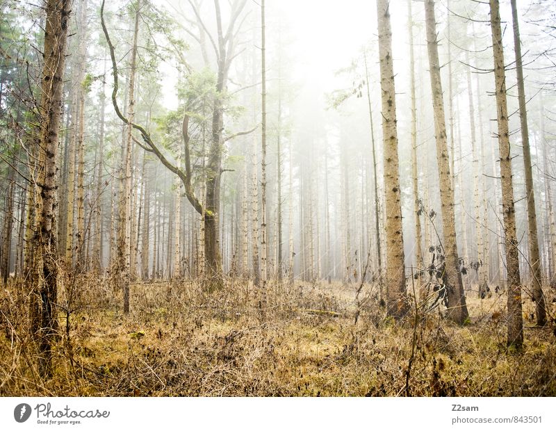 Zauberwald Umwelt Natur Landschaft Herbst Winter Klima Schönes Wetter Nebel Baum Sträucher Moos Wald gruselig kalt nachhaltig natürlich braun gelb grün