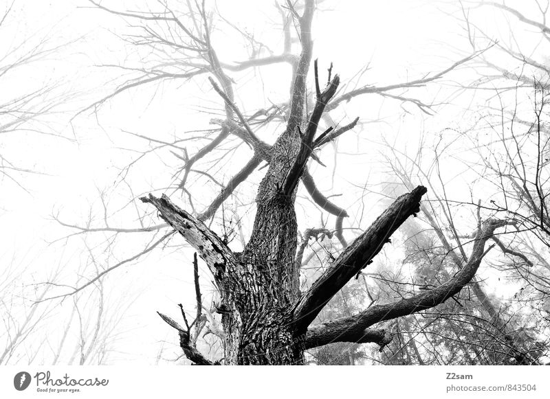 Big Brother Umwelt Natur Landschaft schlechtes Wetter Nebel Baum Sträucher dunkel gigantisch groß kalt nachhaltig natürlich ästhetisch einzigartig elegant