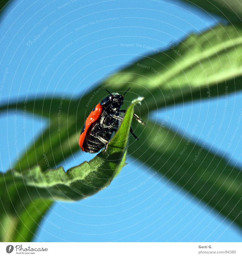 unbekanntes Flugobjekt Käfer grün frisch Blattgrün Marienkäfer gepunktet Unschärfe Insekt himmelblau Profil Seite UFO Fühler Sommer Frühlingsgefühle sommerlich