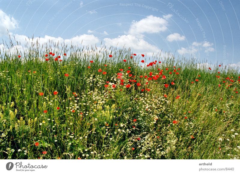 Schöner Straßengraben Blume Wiese Blumenwiese grün Wolken Mohn Klatschmohn Frühling Sommer Blüte Gras Himmel Blühend Böschung