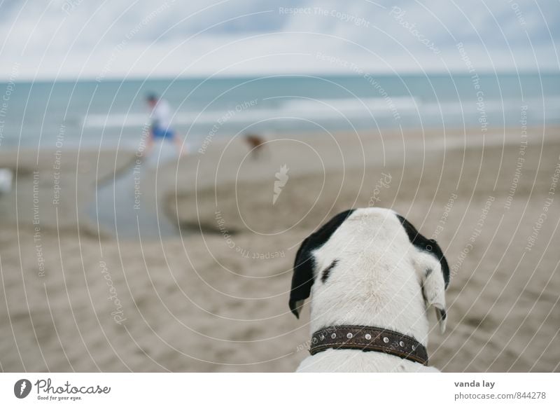 Beobachtungsposten Ferien & Urlaub & Reisen Tourismus Ferne Freiheit Sommer Sommerurlaub Sonne Strand Meer Tier Haustier Hund Strandhund 2 beobachten listig