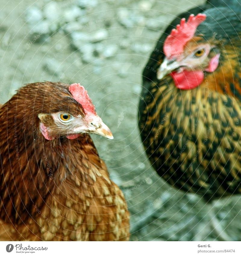 mit den Hühnern ins Bett gehen Tiefkühlkost freilebend Geflügelfarm Haushuhn Eierproduktion Hahn Federvieh gesprächig Hahnenkamm Schnabel Hühnersuppe stehen