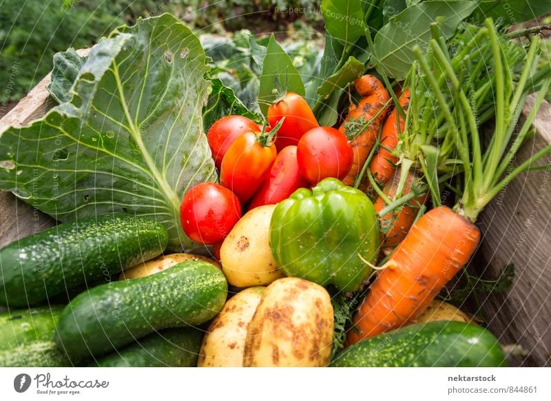 Frisches Gemüse aus dem Garten Salat Salatbeilage Bioprodukte Vegetarische Ernährung Sommer Natur frisch Gesundheit Billig Qualität garden vegetables food
