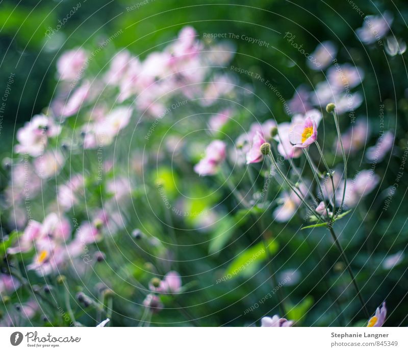 Anemone Natur Pflanze Wildpflanze Garten Wachstum ästhetisch Duft fantastisch schön Freude Glück Fröhlichkeit Zufriedenheit Frühlingsgefühle Blumenwiese