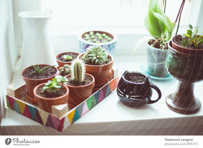 Fensterbrettchen einrichten Innenarchitektur Dekoration & Verzierung Raum Pflanze Grünpflanze Häusliches Leben Freude Glück Lebensfreude Frühlingsgefühle Kaktus